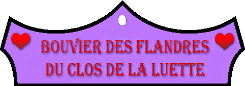 SITE WEB ELEVAGE DU CLOS DE LA LUETTE SPECIALISE POUR LE BOUVIER DES FLANDRES © COPYRIGHT DEPOSE